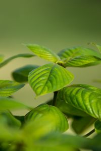 Preview wallpaper bush, leaves, green, macro