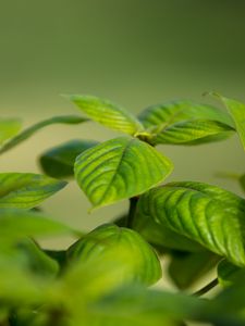 Preview wallpaper bush, leaves, green, macro