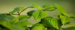 Preview wallpaper bush, leaves, green, macro