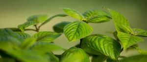 Preview wallpaper bush, leaves, green, macro