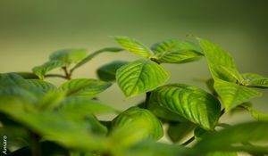 Preview wallpaper bush, leaves, green, macro