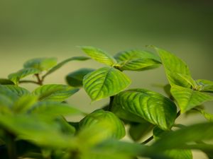 Preview wallpaper bush, leaves, green, macro