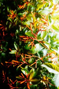 Preview wallpaper bush, leaves, green, macro, plant