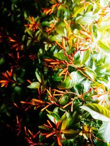 Preview wallpaper bush, leaves, green, macro, plant