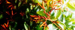 Preview wallpaper bush, leaves, green, macro, plant