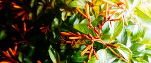 Preview wallpaper bush, leaves, green, macro, plant