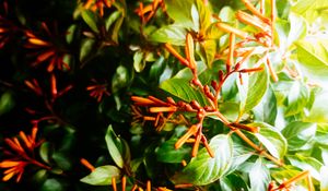 Preview wallpaper bush, leaves, green, macro, plant