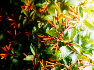 Preview wallpaper bush, leaves, green, macro, plant