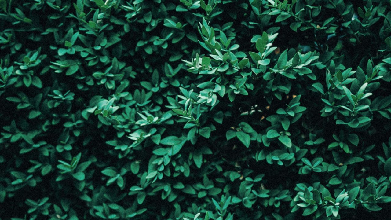 Wallpaper bush, leaves, macro, green