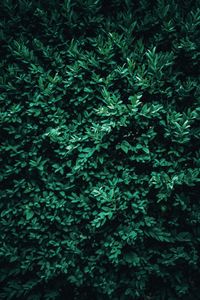 Preview wallpaper bush, leaves, macro, green