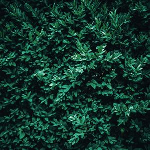 Preview wallpaper bush, leaves, macro, green