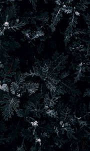 Preview wallpaper bush, leaves, macro, dark, green