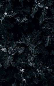 Preview wallpaper bush, leaves, macro, dark, green