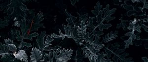 Preview wallpaper bush, leaves, macro, dark, green