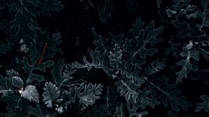 Preview wallpaper bush, leaves, macro, dark, green