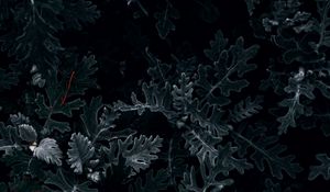 Preview wallpaper bush, leaves, macro, dark, green