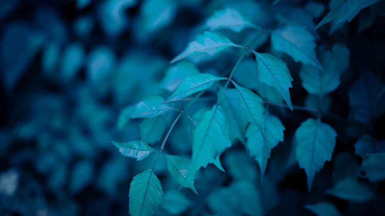 Wallpaper bush, leaves, macro