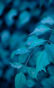 Preview wallpaper bush, leaves, macro
