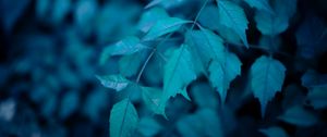 Preview wallpaper bush, leaves, macro