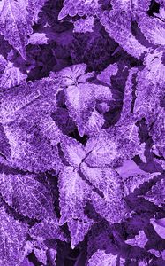 Preview wallpaper bush, leaves, macro, purple