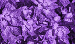 Preview wallpaper bush, leaves, macro, purple