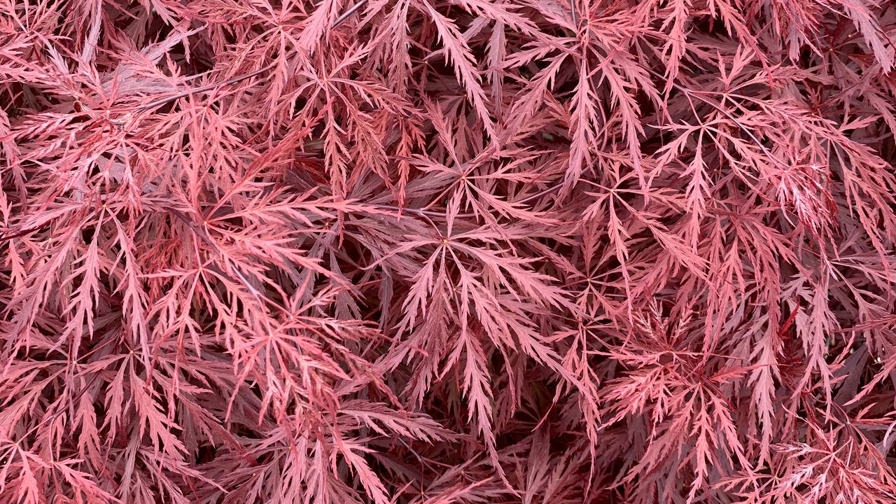 Wallpaper bush, leaves, pink, macro