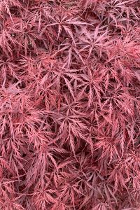 Preview wallpaper bush, leaves, pink, macro