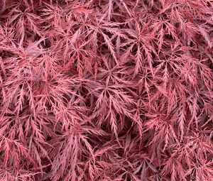 Preview wallpaper bush, leaves, pink, macro
