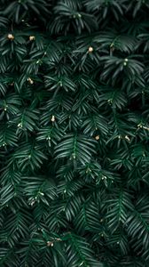 Preview wallpaper bush, leaves, plant, green