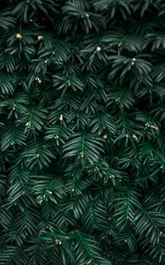 Preview wallpaper bush, leaves, plant, green