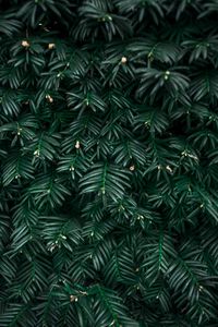 Preview wallpaper bush, leaves, plant, green