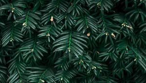 Preview wallpaper bush, leaves, plant, green
