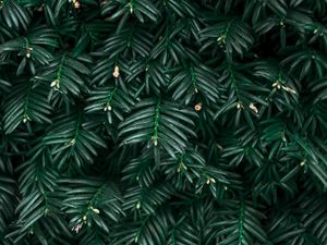 Preview wallpaper bush, leaves, plant, green