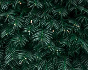 Preview wallpaper bush, leaves, plant, green