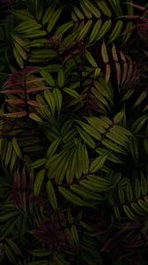 Preview wallpaper bush, leaves, plant, green, macro