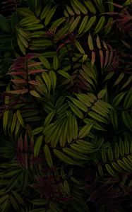 Preview wallpaper bush, leaves, plant, green, macro