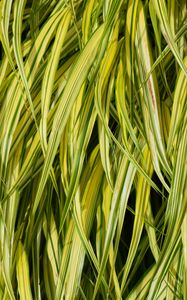 Preview wallpaper bush, leaves, plant, macro, green
