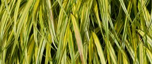 Preview wallpaper bush, leaves, plant, macro, green