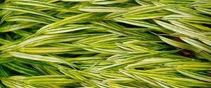 Preview wallpaper bush, leaves, stripes, plant, green, macro