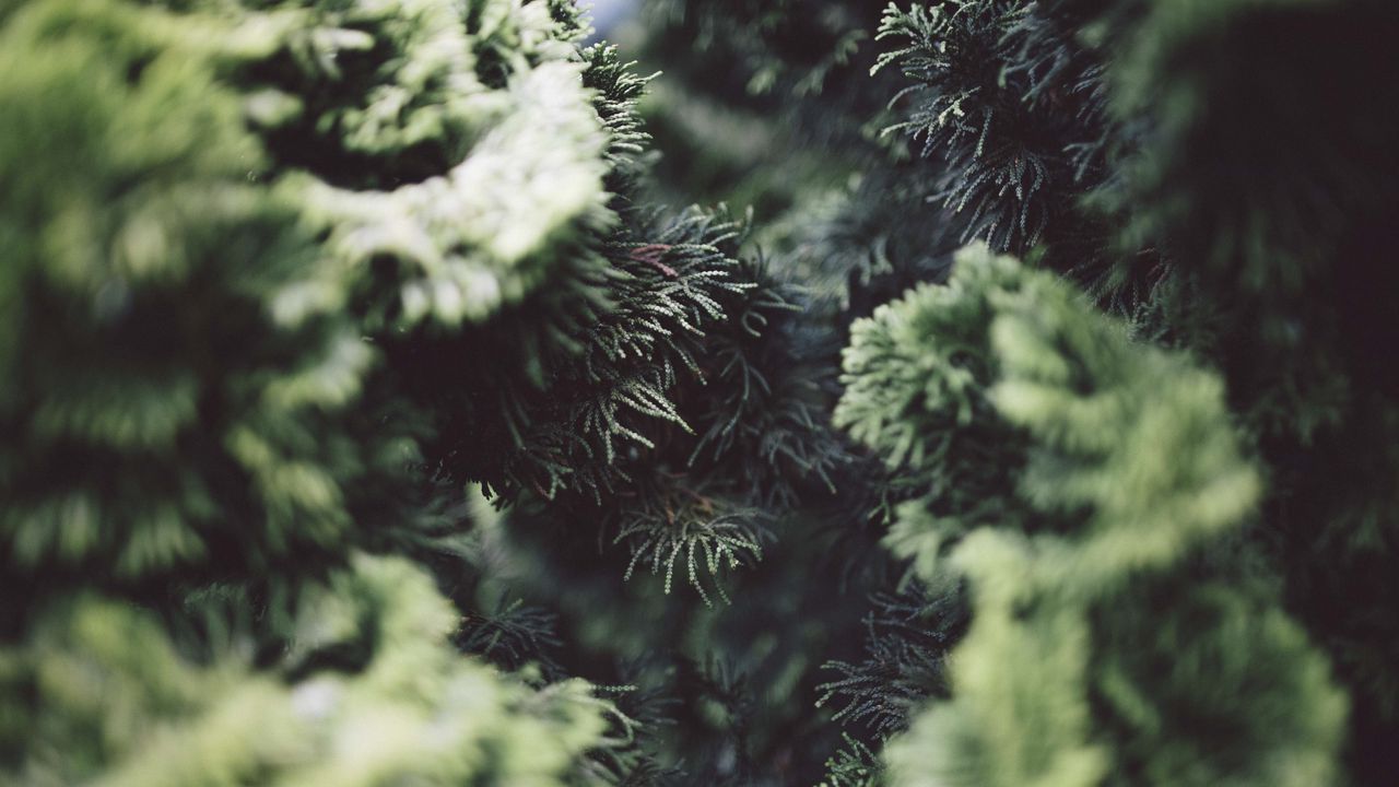 Wallpaper bush, pine needles, branches, close-up