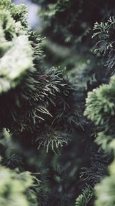 Preview wallpaper bush, pine needles, branches, close-up
