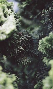 Preview wallpaper bush, pine needles, branches, close-up