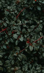 Preview wallpaper bush, plant, branches, wet