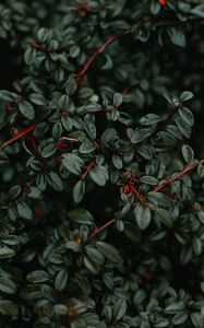 Preview wallpaper bush, plant, branches, wet