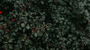 Preview wallpaper bush, plant, branches, wet