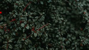 Preview wallpaper bush, plant, branches, wet