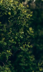 Preview wallpaper bush, plant, branches, leaves, green