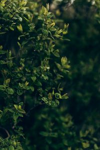 Preview wallpaper bush, plant, branches, leaves, green