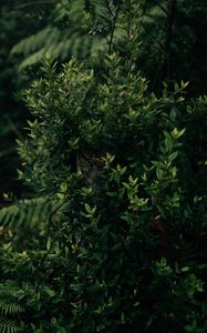 Preview wallpaper bush, plant, leaves, green, shade