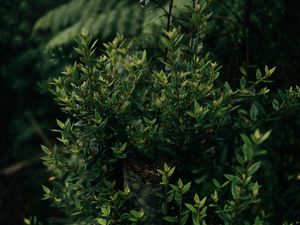 Preview wallpaper bush, plant, leaves, green, shade